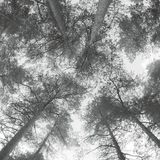 Traveller Cassandra Miller: Traveller Song/Thanksong
