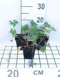 Géranium des prés 6x Geranium pratense | pot de 9x9 cm