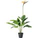 LIVARNO Plante artificielle olivier / strelitzia / palmier