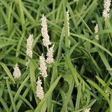 Merkloos / Sans marque Boomenplant.be 6x Leliegras - Liriope muscari ‘Monroe White’ - Pot 9x9cm