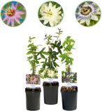Plantenboetiek.nl Passiebloem - Passiflora Tricolour - Bloem Roze Wit Paars - Weinig onderhoud - 3 planten - Ø10cm - 30-40cm hoog - Tuinplant
