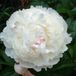 Arborix Paeonia 3 x Paeonia 'Shirley Temple' - Tuinpioen pot 9x9cm