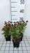 GRDplanten Groendecor Tuinarchitectuur 6x Zonnekruid - Helenium hybr. 'Red Jewel' | 9x9 cm pot