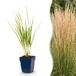 Green boutiQ Calamagrostis Karl Foerster Struisriet - 24 Planten
