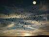 Alexsar Art schilderij Glas art birds swarm 90x60cm