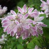 Arborix Deutzia Deutzia Rosea 'Campanulata' - Bruidsbloem 40-60 cm in pot