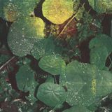 About Whoman - About Honey (LP)
