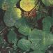About Whoman - About Honey (LP)