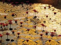PGM Your Decoration B.V. Kunstdruk Bruno Baumann - Lotus Pond 80x60cm