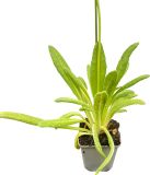 GRDplanten Groendecor Tuinarchitectuur 6x Sleutelbloem - Primula vialii | 9x9 cm pot