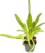 GRDplanten Groendecor Tuinarchitectuur 6x Sleutelbloem - Primula vialii | 9x9 cm pot