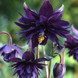Arborix Aquilegia 6 x Aquilegia Vulgaris 'Black Barlow' - Akelei pot 9x9cm