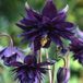 Arborix Aquilegia 6 x Aquilegia Vulgaris 'Black Barlow' - Akelei pot 9x9cm