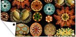 Poster de jardin - Créature marine - Ernst Haeckel - 160x80 cm - Toile de jardin - Décoration de jardin