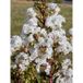 Lilas Des Indes 'virgin With Love' Godet De 8/9 Cm