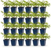 Plantenboetiek.nl Astilbe (J) Deutschland - Pluimspirea - Schaduw - Wit - 24 Planten - Ø11cm - 15-25cm hoog - Tuinplant