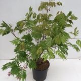 Plantenwinkel.nl Japanse esdoorn Acer Japonicum "Aconitifolium" heester - 60+ cm - 1 stuks