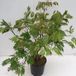 Plantenwinkel.nl Japanse esdoorn Acer Japonicum "Aconitifolium" heester - 60+ cm - 1 stuks