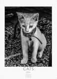 Cats Casares Fine Art Edition Cats schwarz-weiss Kalender 2027 - Wandkalender