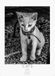 Cats Casares Fine Art Edition Cats schwarz-weiss Kalender 2027 - Wandkalender