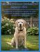 Labrador Retriever Leitfaden für Senioren 2026