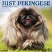 Pekingese Willow Creek Press Pekingese 2027 12 X 12 Wall Calendar