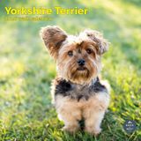 Baker & Bray Yorkshire Terrier Kalender 2027 Wandkalender