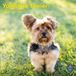 Baker & Bray Yorkshire Terrier Kalender 2027 Wandkalender