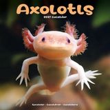 Avonside Axoloths Kalender 2027