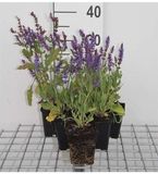 Sauge arbustive 6x Sauge arbustive - Salvia nem. 'Blauhügel' ('bluehill') | pot de 9x9 cm