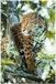 Jaguar Animal Essences Huile essentielle 30 ml