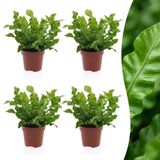 Green Boutiq boutiQ Green Asplenium Crispy Wave - 4 Planten - Pot 12cm - Hoogte 30cm