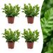Green Boutiq boutiQ Green Asplenium Crispy Wave - 4 Planten - Pot 12cm - Hoogte 30cm
