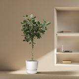 Merkloos / Sans marque Everspring Ficus Benghalensis boom - 200 cm - ø50