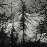 Suburban Curse All Kings Feral Earth (LP) (Limited Edition) (Coloured Vinyl)