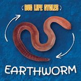 Earthworm Kidhaven Publishing Bug Life Cycles- Earthworm Hardcover