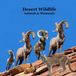 Desert Animals and Mammals Kids Wildlife Book