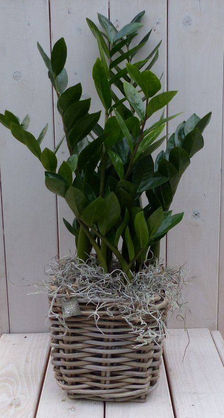 Warentuin Natuurlijk Zamioculcas in mandje 55 cm
