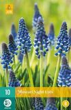 jub Muscari Night Eyes