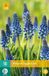 jub Muscari Night Eyes