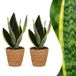 Green boutiQ Sansevieria Future Superb - Vrouwentong - 2 Planten - met Mand - Pot 12cm - Hoogte 35cm