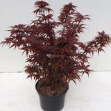 Plantenwinkel.nl Japanse esdoorn Acer palmatum "Shaina" heester - 40-50 cm - 1 stuks