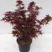 Plantenwinkel.nl Japanse esdoorn Acer palmatum "Shaina" heester - 40-50 cm - 1 stuks
