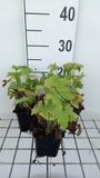 GRDplanten Groendecor Tuinarchitectuur 6x Ridderspoor - Delphinium 'M.f.' bleu foncé/abeille blanche | 9x9 cm pot