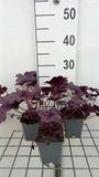 GRDplanten Heuchera 6x Purperklokje - Heuchera hybr. 'Forever Purple' | 9x9 cm pot