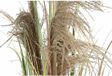 DKD Home Decor Decoratieve plant Metaal Bruin PVC 35 x 35 x 120 cm