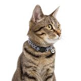 Nobleza Kattenhalsband Grijs Luipaardprint Verstelbaar 20-30 cm