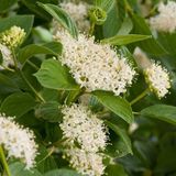 Arborix Bol Cornus Sericea 'Flaviramea' - Canadese kornoelje 60-80 cm pot