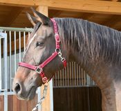 Kerbl Covalliero Halster Mustang Rood/Zwart Pony