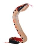 Wild Republic Coilkins bloedpython, pluche dier, 30 cm